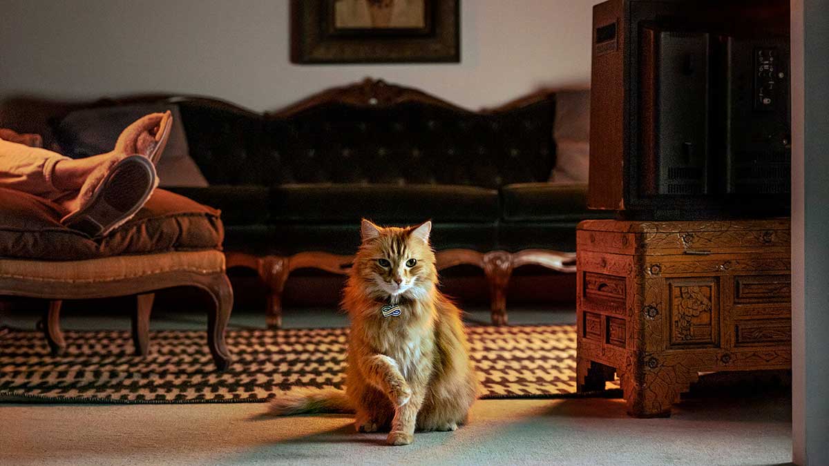 Fluffy ginger cat with a collar standing in the middle of a warm living room with vintage furniture, embodying lifestyle animal photography.