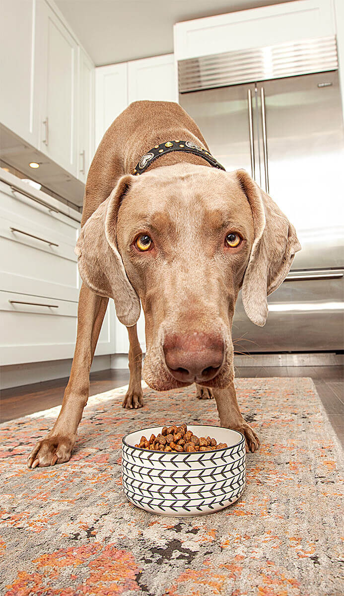 Weimaraner dog intently gazing while enjoying a meal in a modern kitchen.