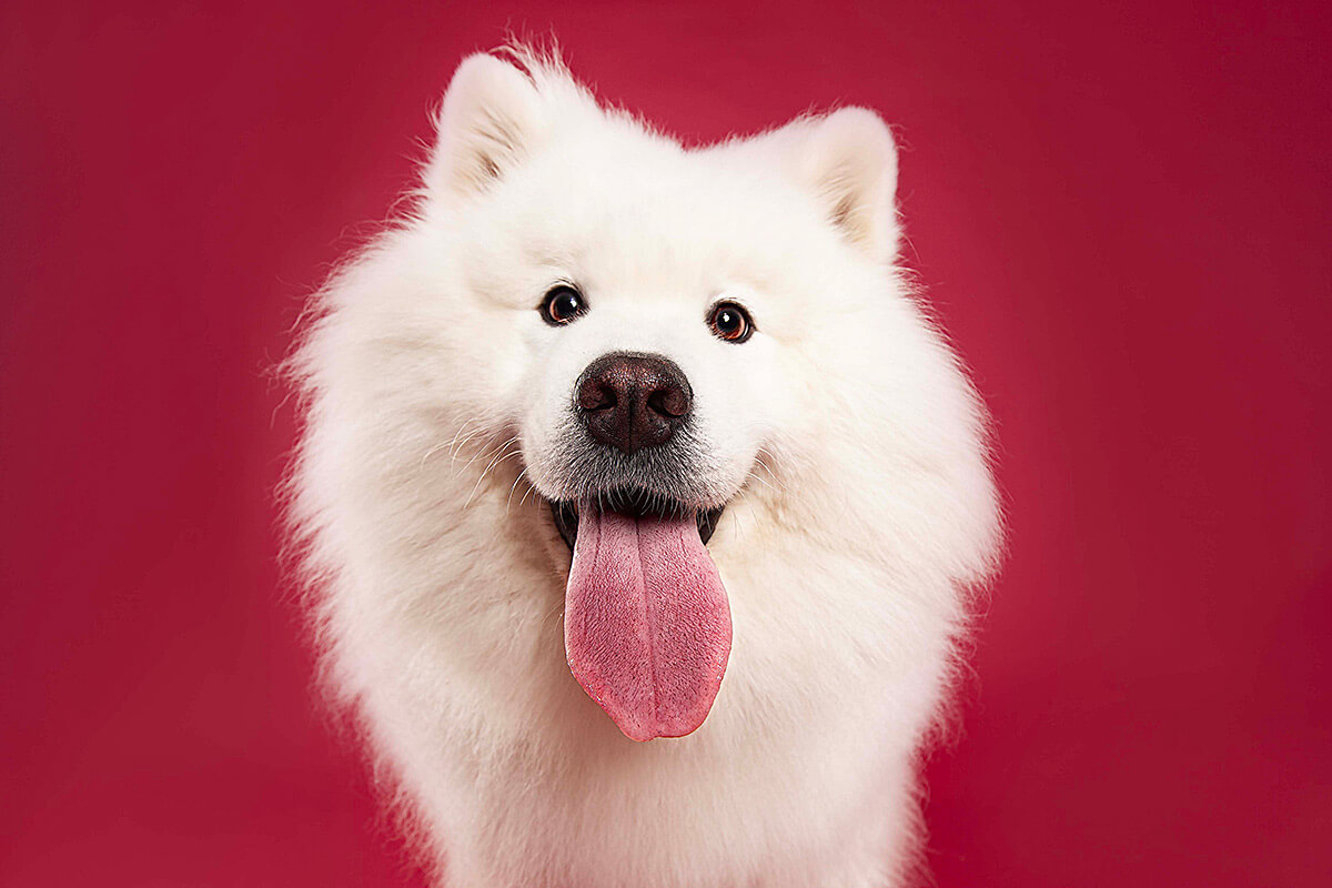 A fluffy white Samoyed dog with a pink tongue out, against a rich red background, giving a happy and vibrant studio portrait.