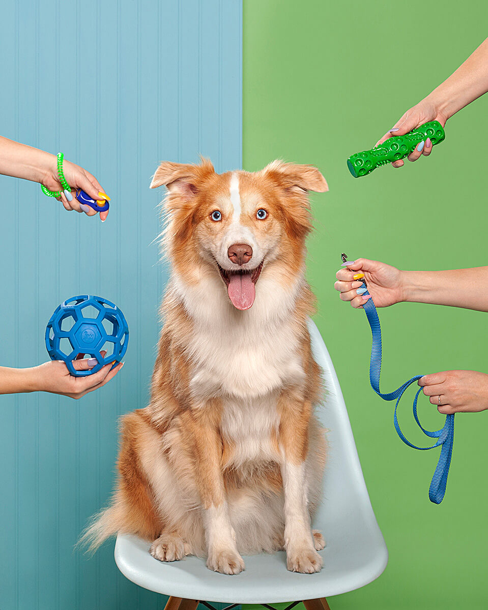 A playful series of animated images featuring pets and their antics: A curious hairless cat swiping at hanging toys, a joyful dog surrounded by a variety of toys, and a poised Himalayan cat being pampered with grooming tools, all set against colorful studio backdrops