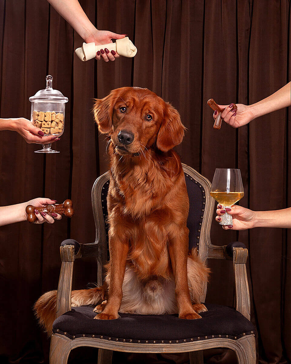 An attentive golden retriever sitting on an ornate chair surrounded by hands offering treats and toys, against a draped brown curtain