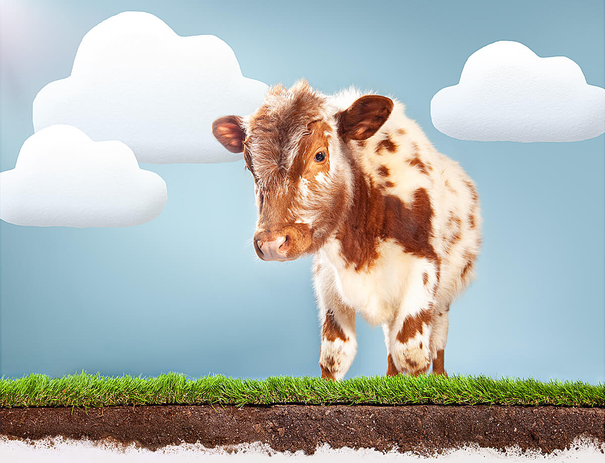 A playful spotted calf standing on a patch of grass with a surreal sky and fluffy white clouds backdrop, exemplifying conceptual studio photography.