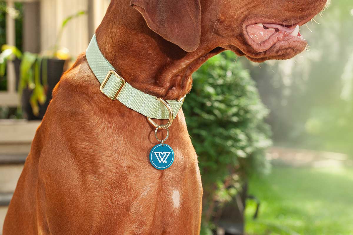 poised dog dons a chic collar and designer tag amidst a lush garden, embodying the essence of lifestyle animal photography.