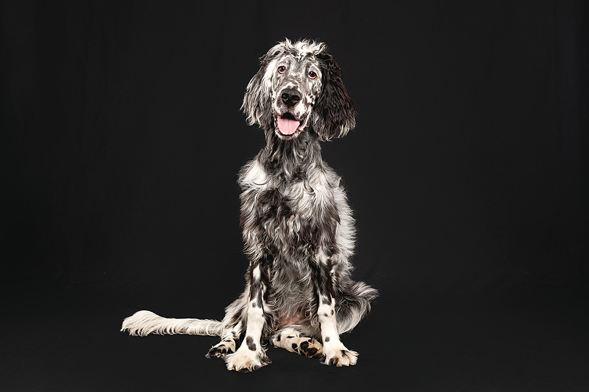 A black and white dog with a cheerful expression sitting against a dark background, showcasing contrasting fur patterns in a studio portrait