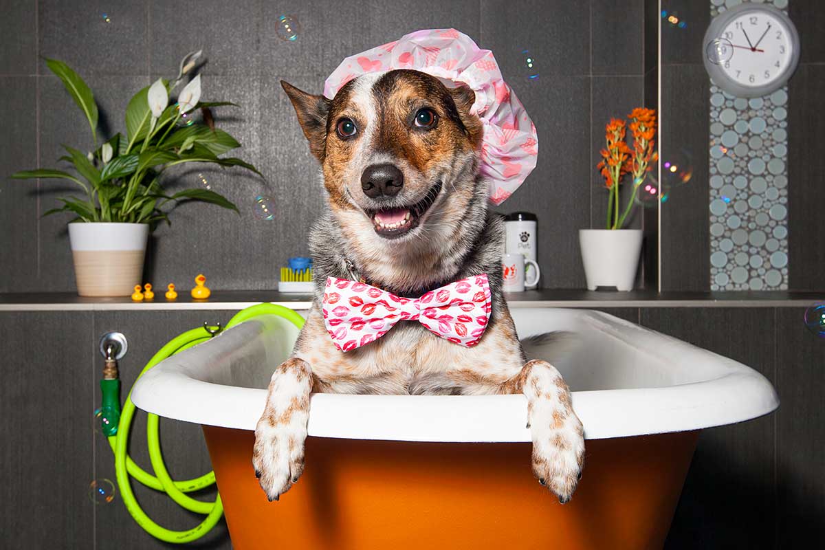 A dog in a bathtub wearing a shower cap with bubbles floating around.