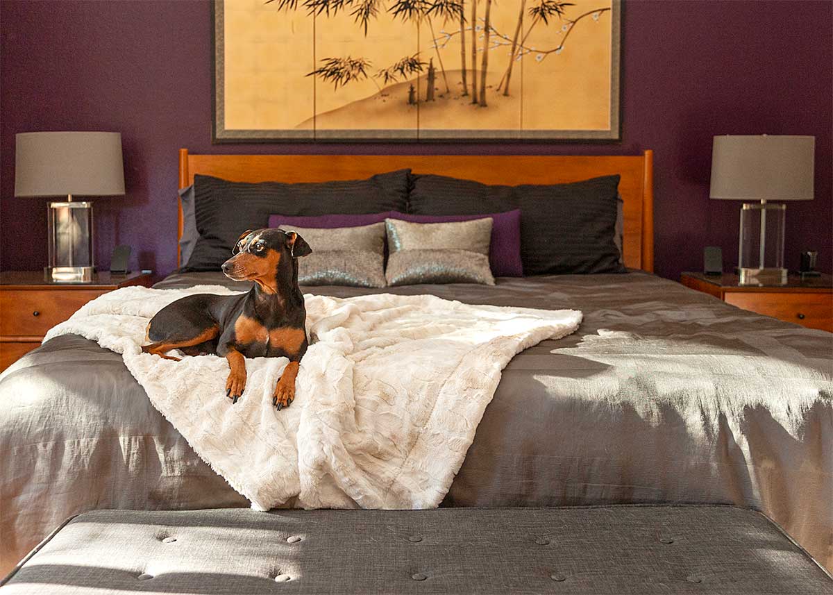 A relaxed dog lounges comfortably on a cozy bed, embodying a peaceful home life