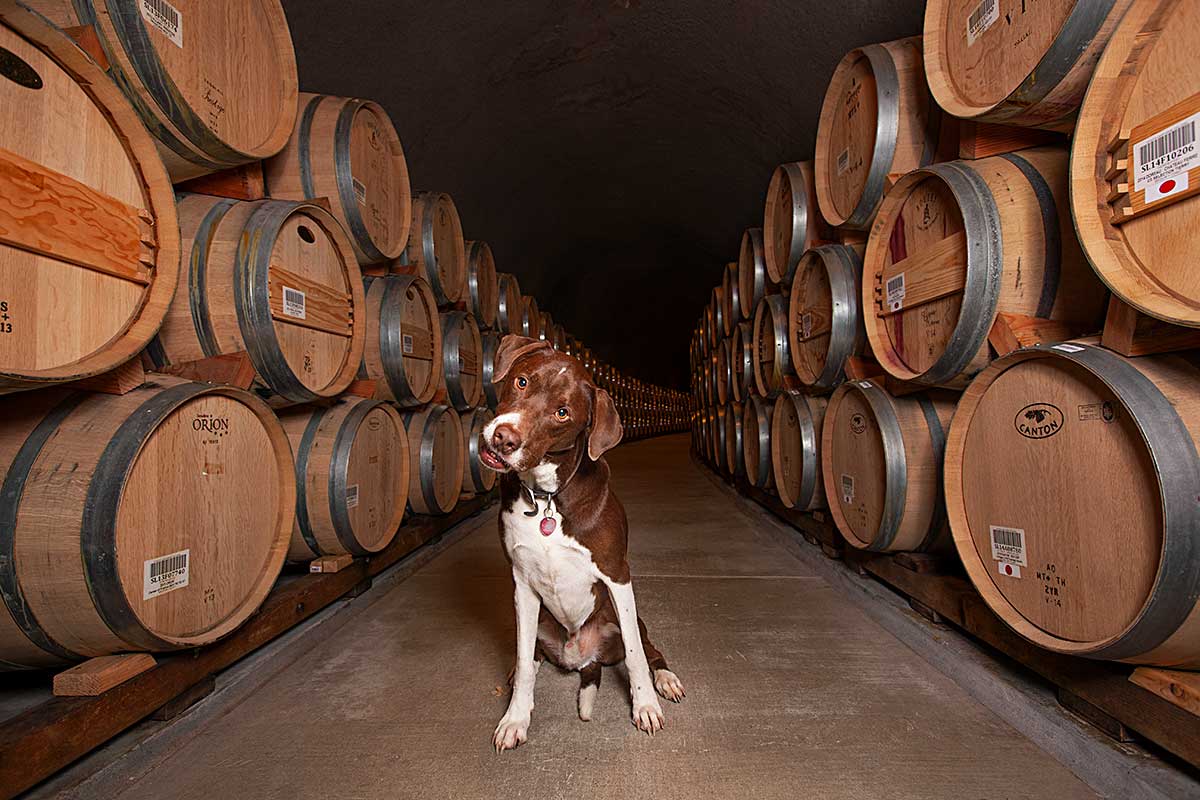 happy dog posing in the deep caves of a wine cellar in Napa surrounded by stacks of wine barrels