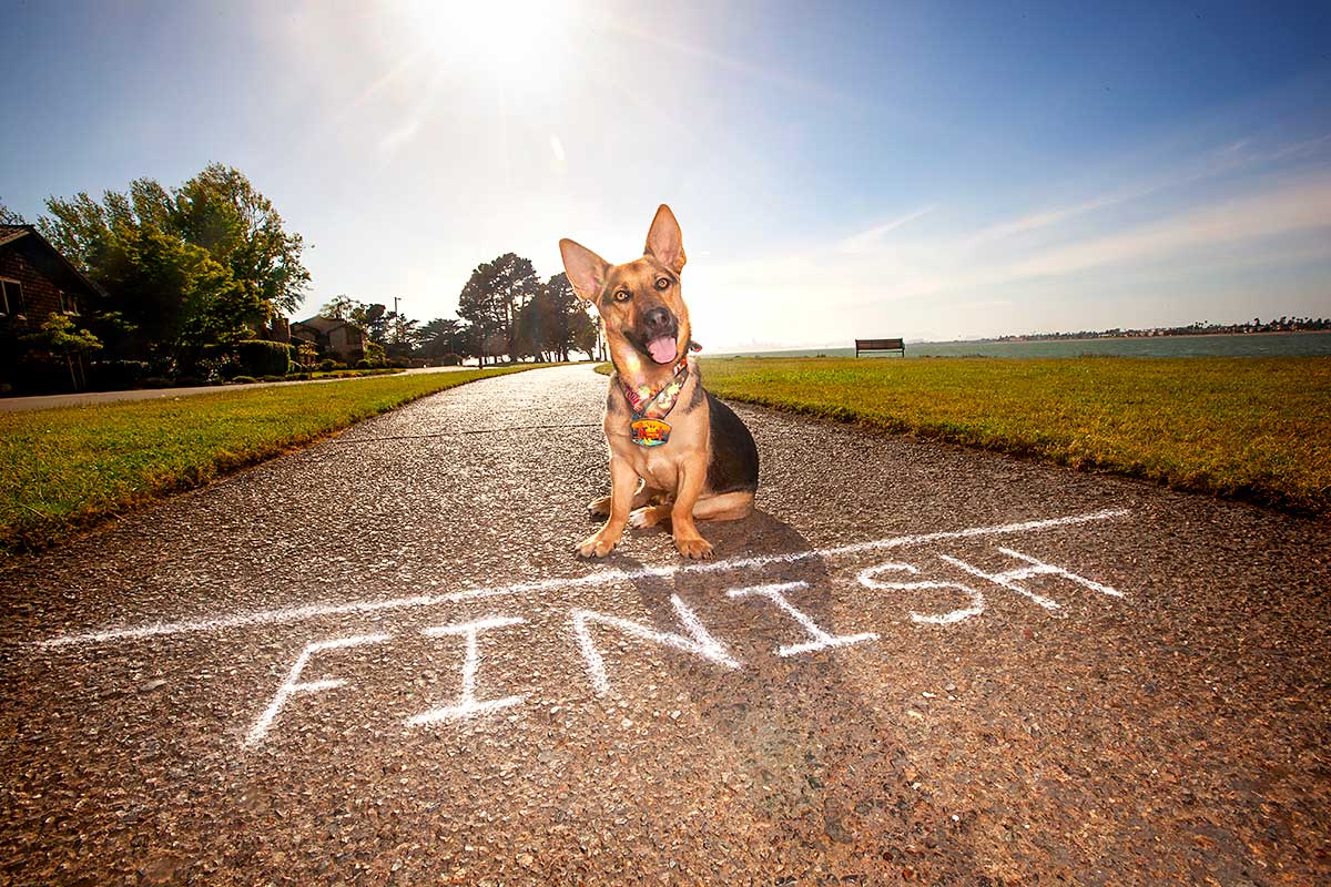 Cheerful dog sitting at the finish line of a path, with a sunny blue sky overhead.