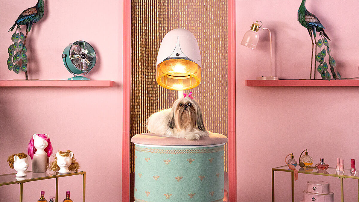 A shih tzu dog sits on a patterned cylinder under a beauty salon hairdryer, surrounded by quirky vintage decor on pink shelving, exemplifying a glamorous studio setting.