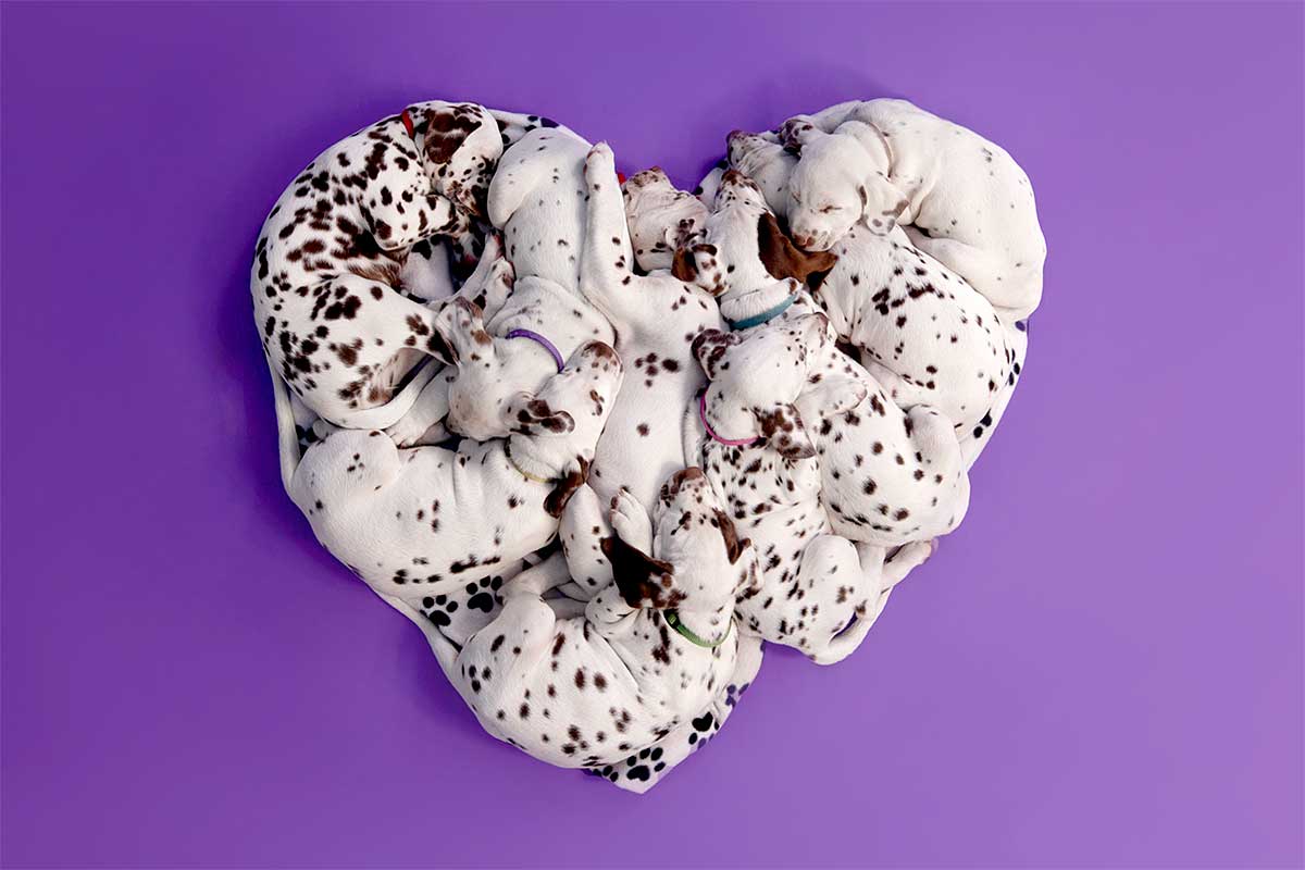 A heartwarming arrangement of sleeping Dalmatian puppies forming a heart shape on a purple background, demonstrating creative animal photography.