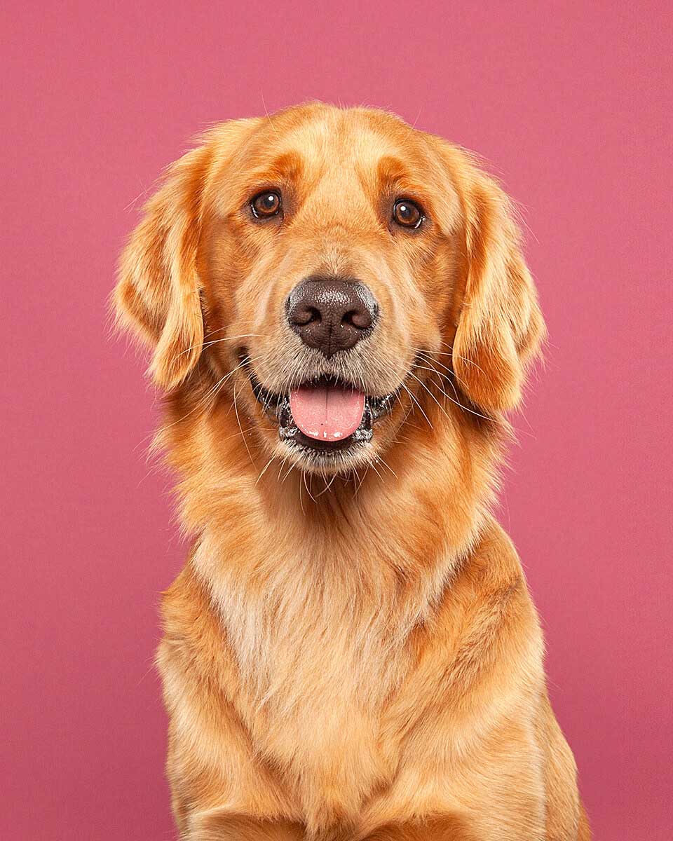 A smiling golden retriever posing in front of a solid rose-colored backdrop, embodying warmth and joy in a studio setting.