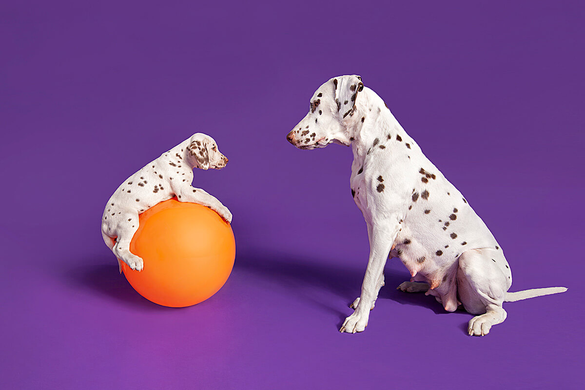 A mischievous puppy perched on an orange ball glances at an adult Dalmatian on a purple background, creating a playful and dynamic studio scene.