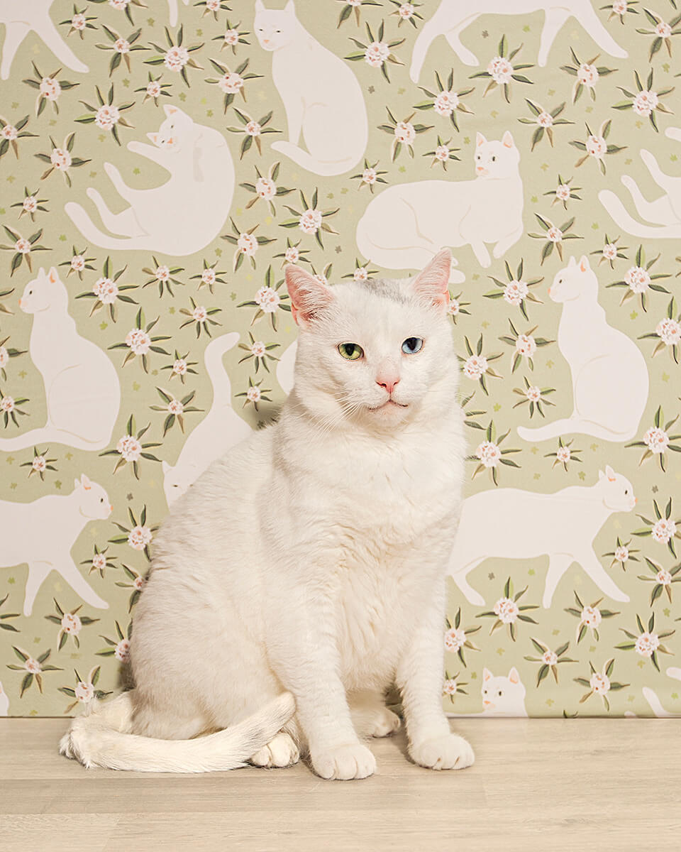 A serene white cat with heterochromia eyes sitting in front of a cat-themed wallpaper, offering a playful and unique studio composition.