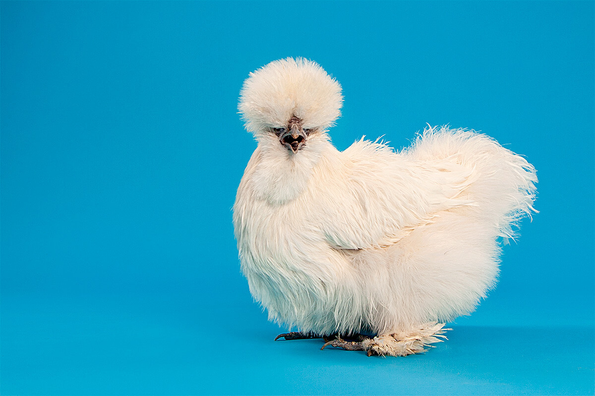 A fluffy white chicken posing against a solid blue backdrop, lending a humorous and unique touch to studio animal photography.
